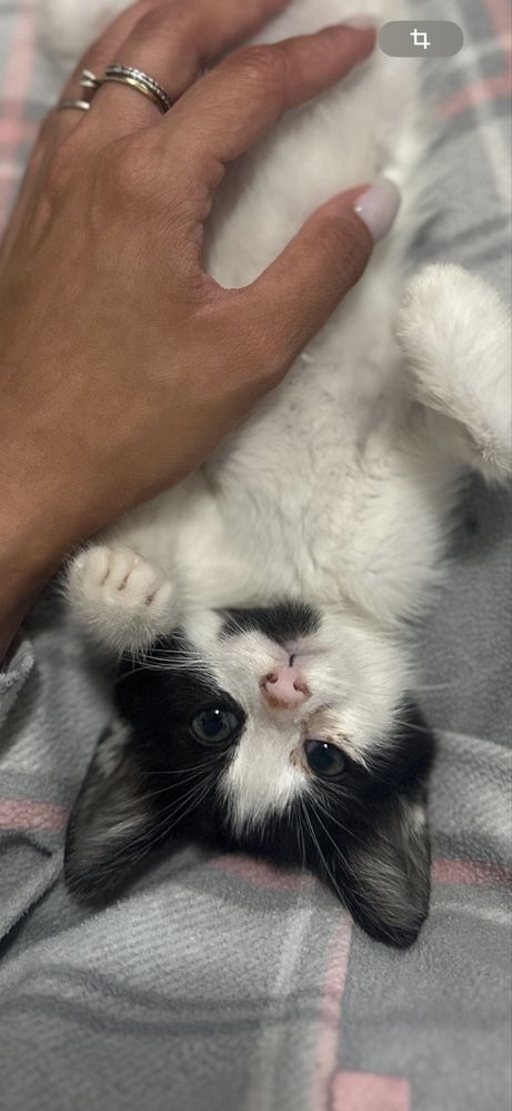 Adoptie pisicuță