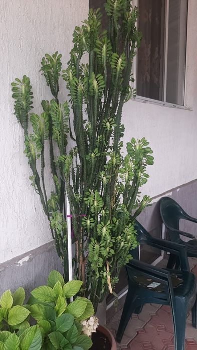 Декоративные цветы