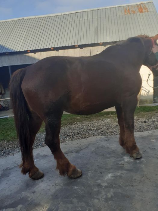 Vând iapa de 8 anii garantata cu acte