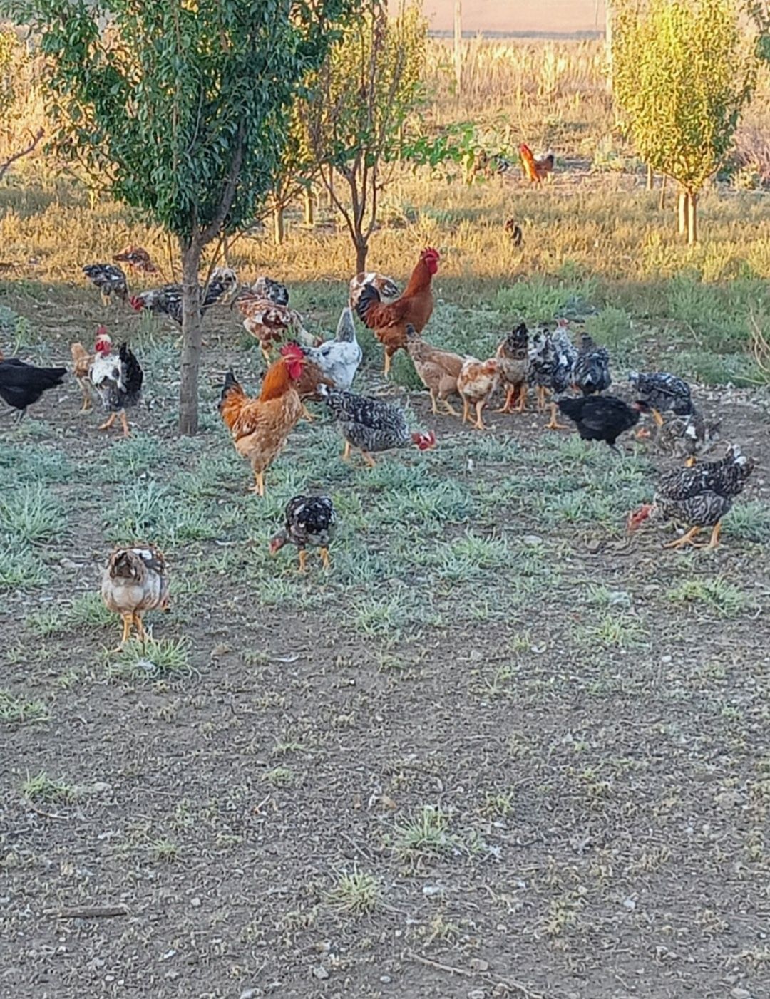 Gaini, pui, cocoși, curcani proaspeți, crescuți natural