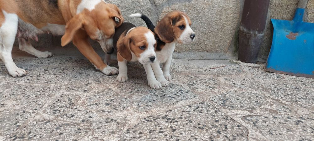 Бигъл малки кучета