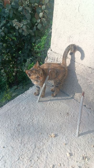 Отдам даром! Котята в хорошие руки