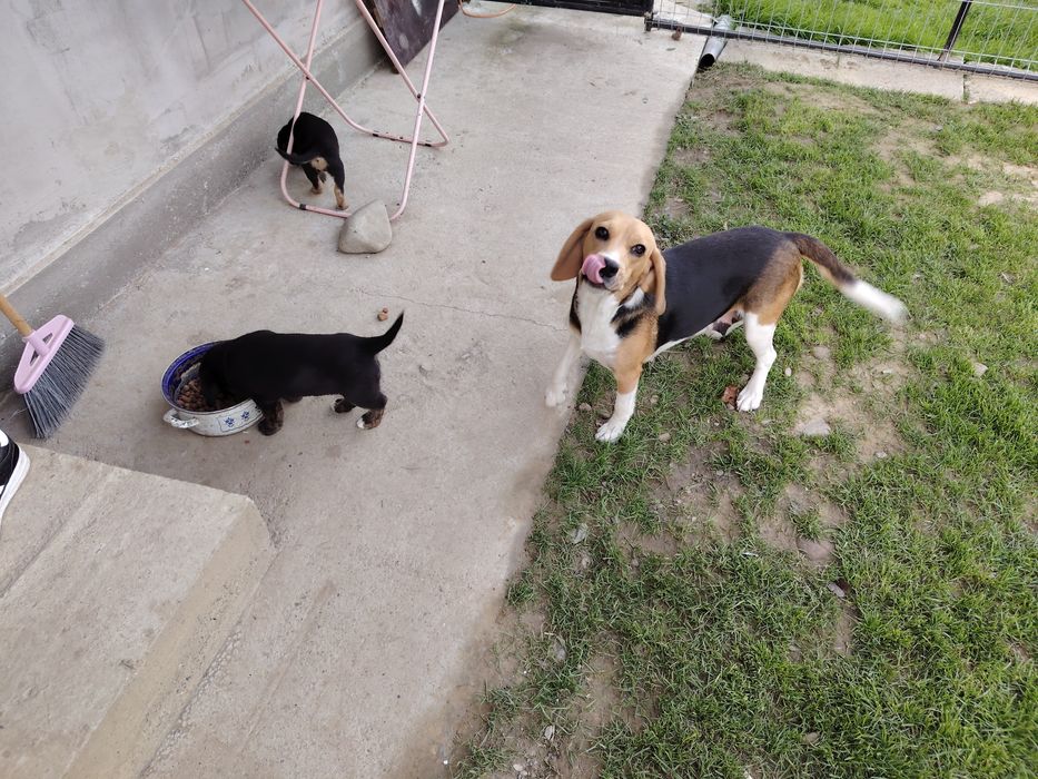 Donez 2 cățelușe de 7 saptamani 
Sunt de talie medie