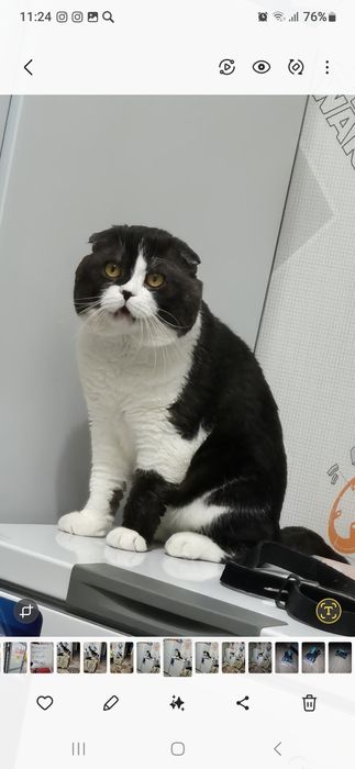 Вязка. Кот ( муж ) на час