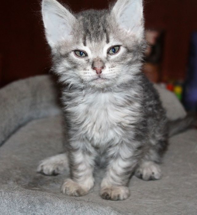 Котенок мальчик в добрые руки