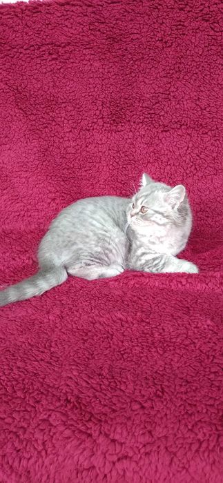 Pisicuta british shorthair blue taby
