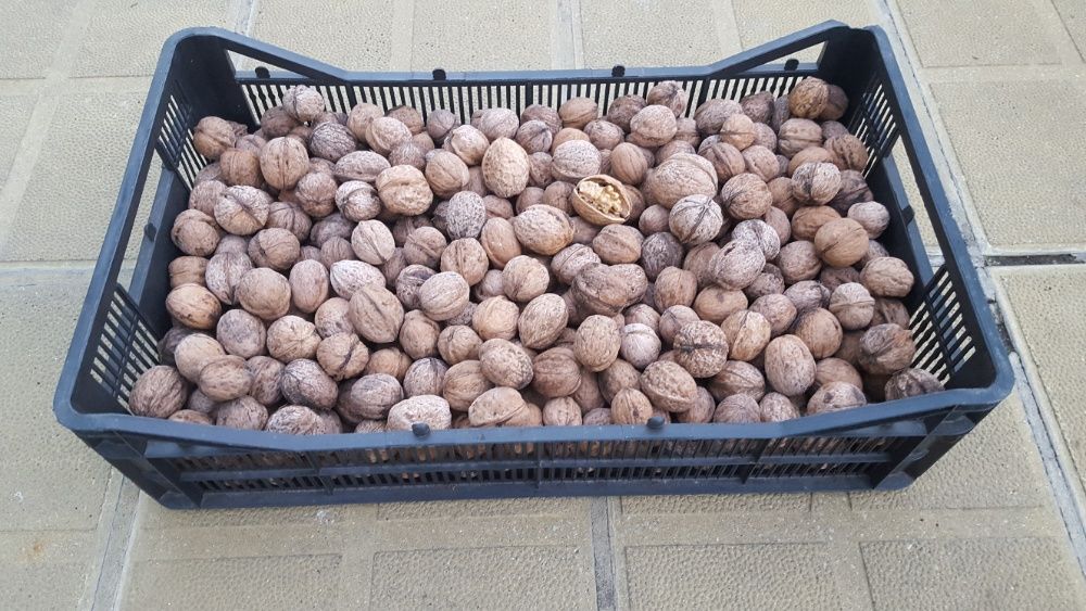 Градински орех и орехова ядка прясна реколта 2024