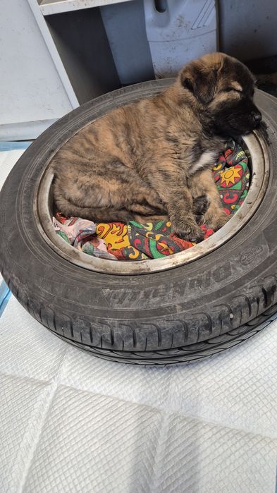 Catelusa de talie mare spre adoptie.