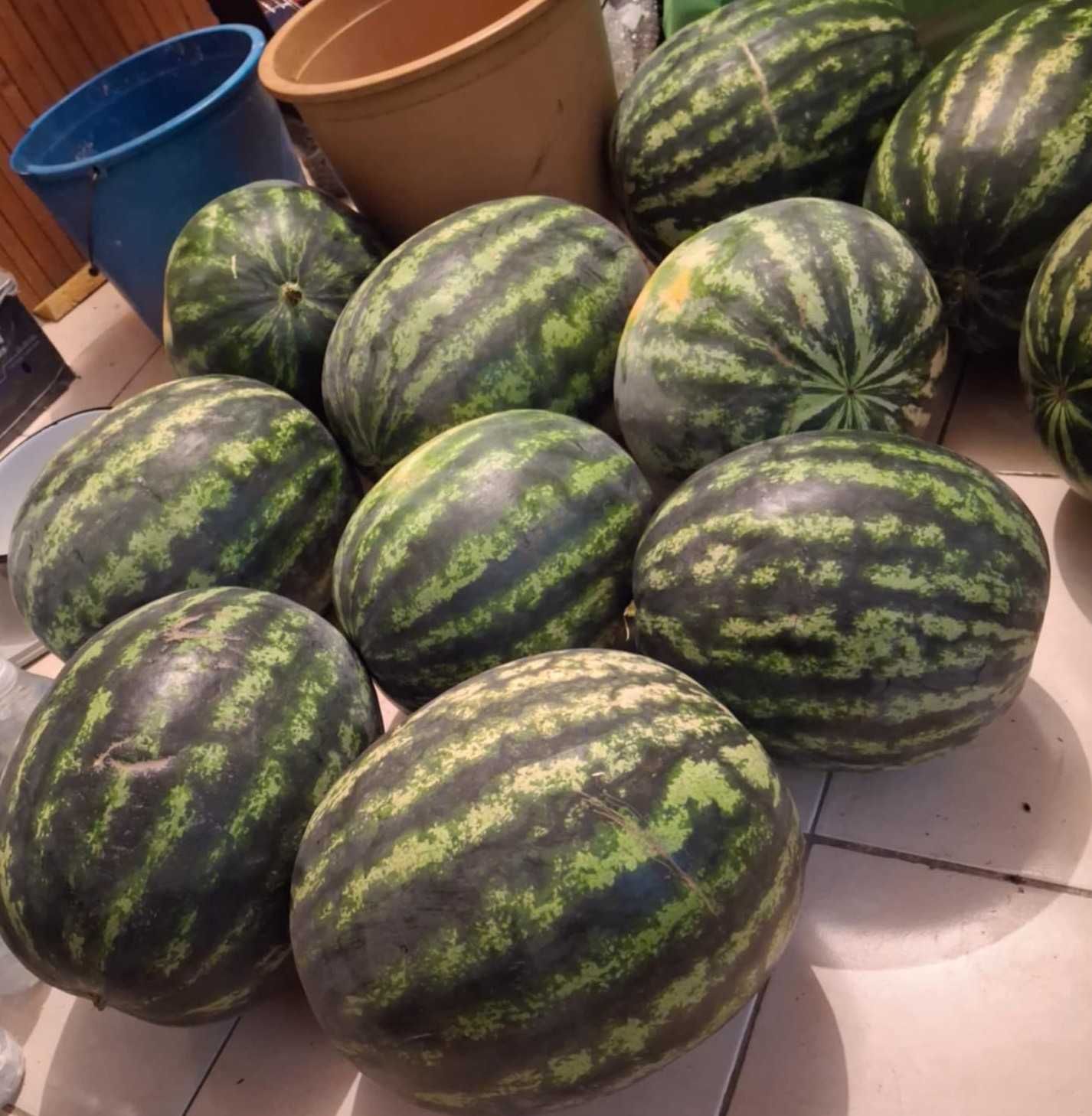 Продавам дини сорт Романза
