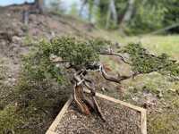 Bonsai de exterior