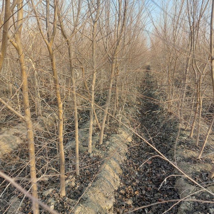 Gujum Гужум Qayrag'och sotiladi