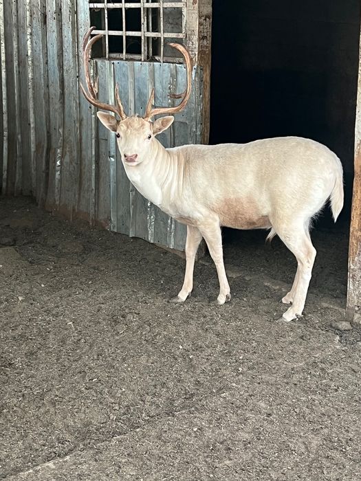 Продавам елени лопатари