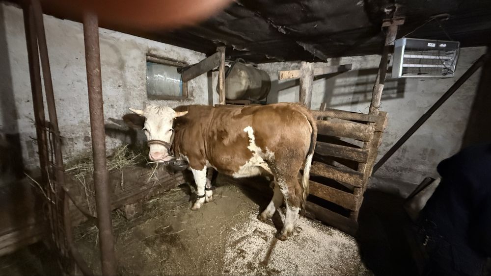 Junica gestanta in 5 luni