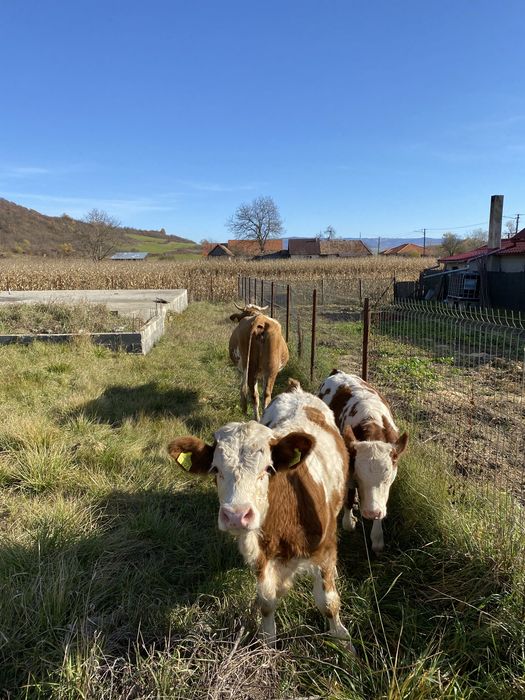 Vand 2 vaci cu vitei