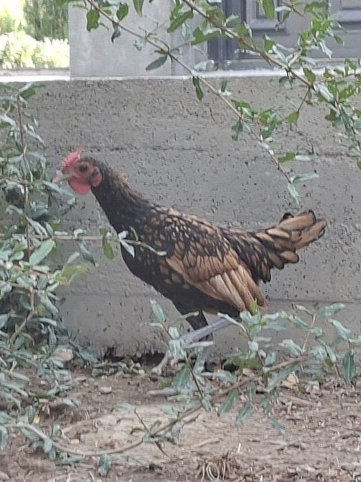 5 ойлик тилла Сибрайт ва тоза япон жўжа сотаман