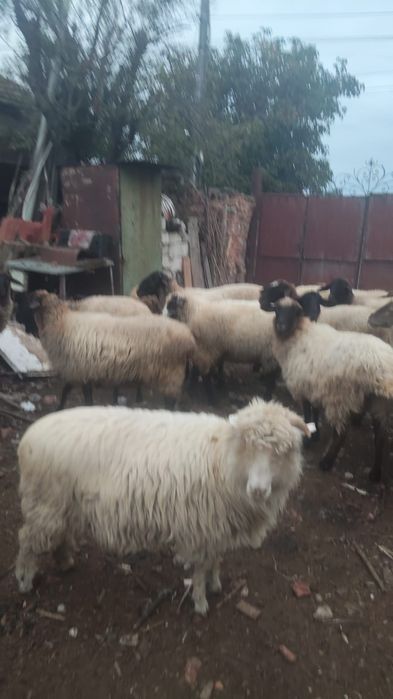 Vând  20 de oi   Rasă sârbească