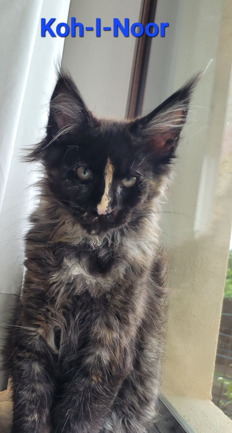 Pisică rasa maine coon