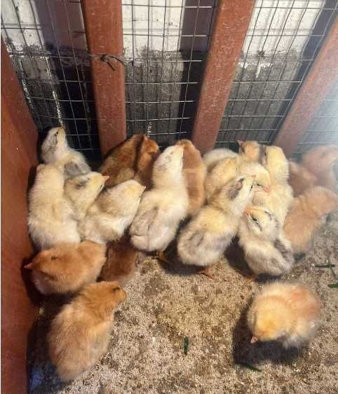 Продам домашних цыплят разных пород