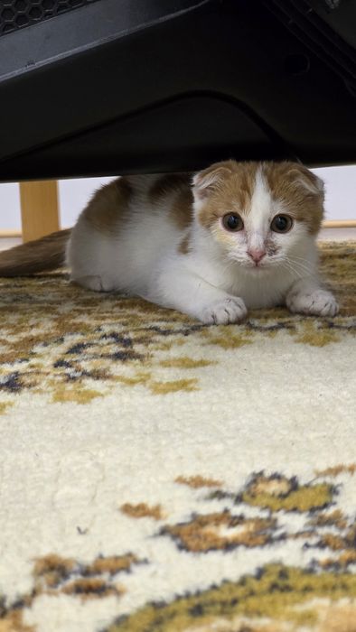 Отдам котенка с благородным корнями