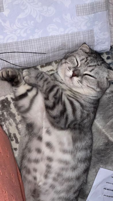 Шотландская вислоухая кошка Scottish Fold
