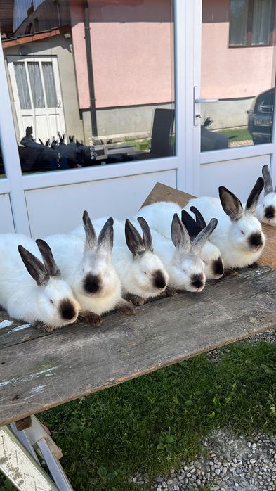 Vand pui californian