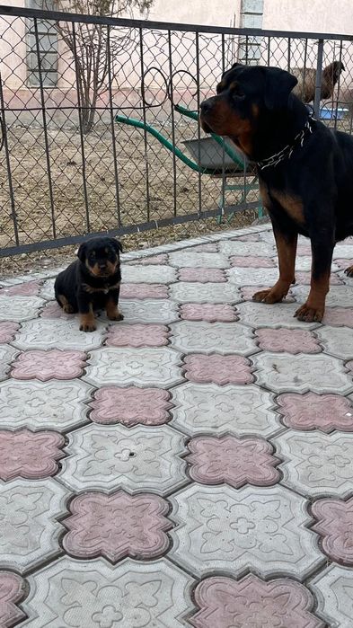 Продам сабаку ратфелер.