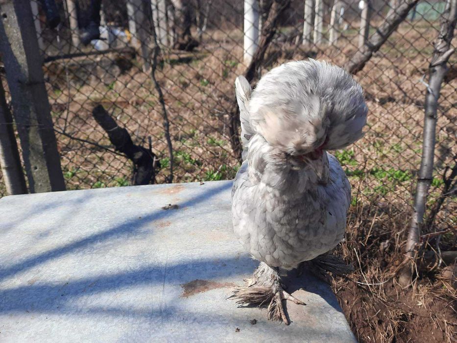 Оплодени яйца от Струмски бантам