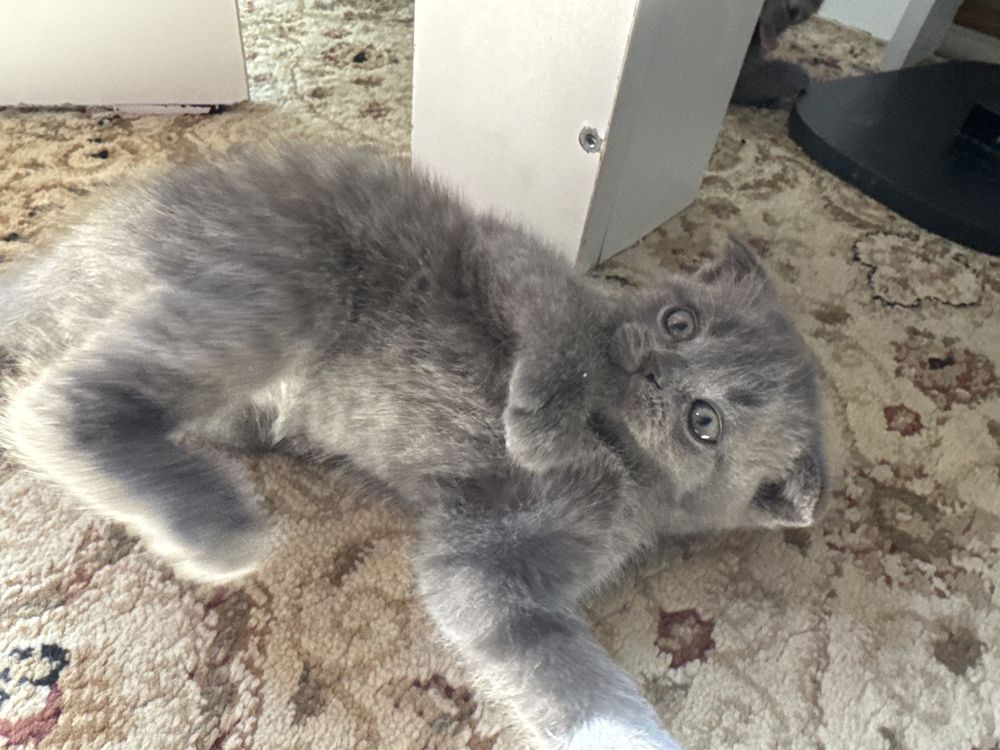 Котенок 2 айлық таза