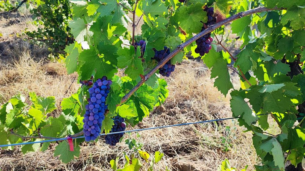 Продавам изгодно лозе мерло в село Виноградец като чудесна инвестиция!