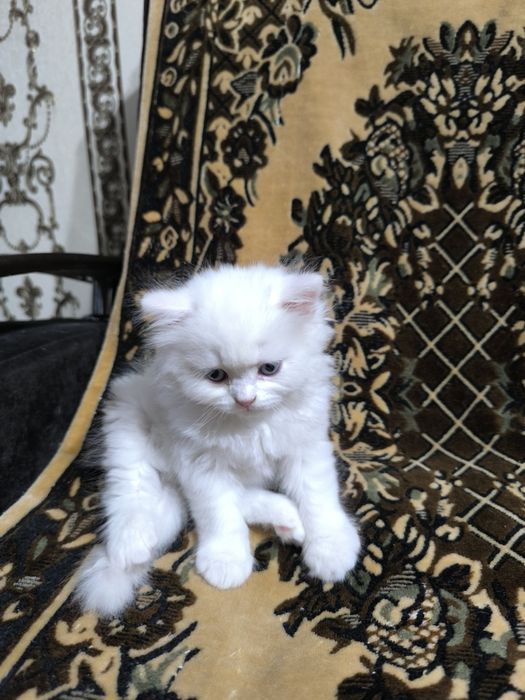 Готовятся приобрести новую семью очаровательные котята Скотиш Фолд