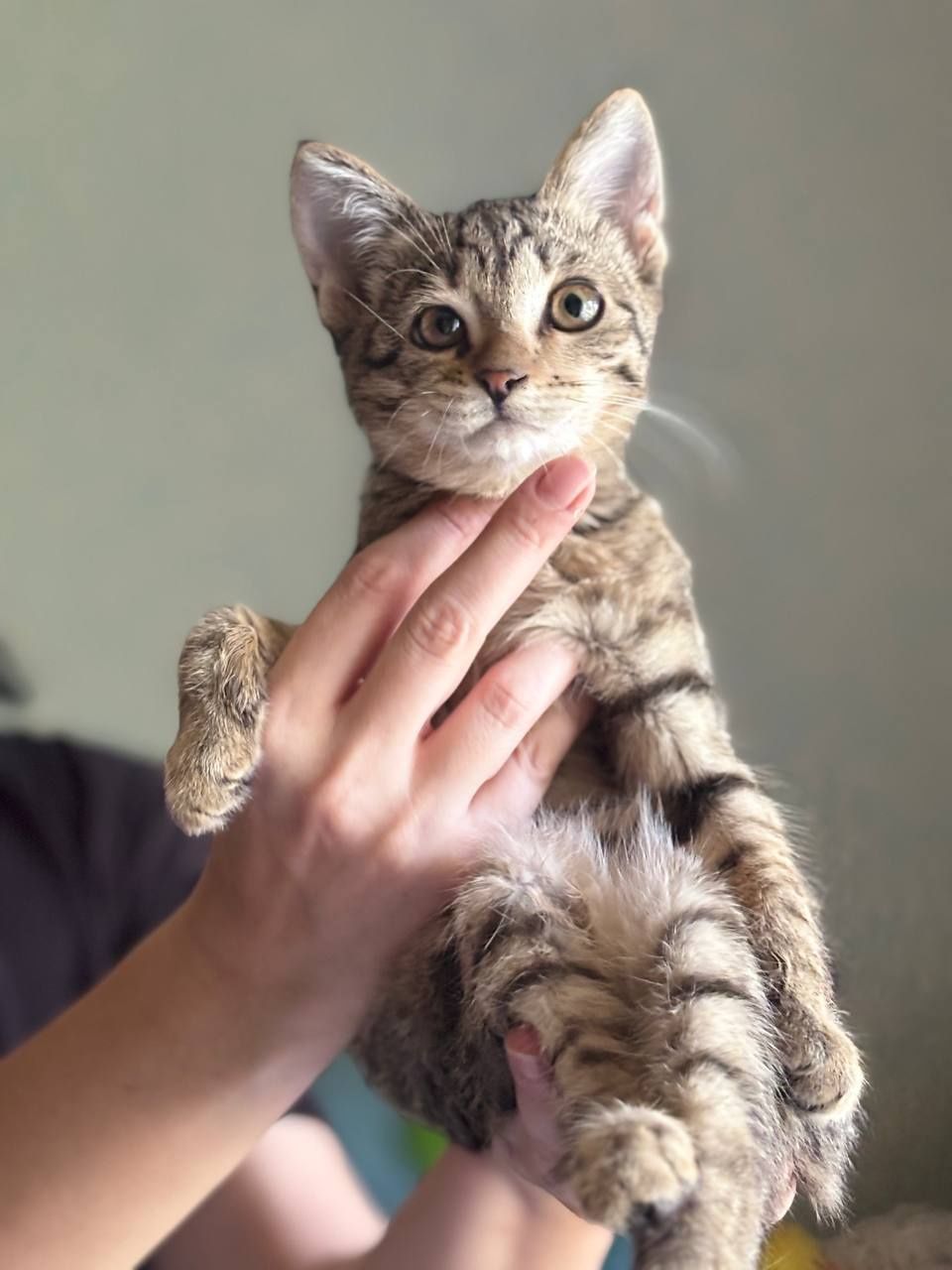 Котята ищут дом, спасённые с улицы малыши