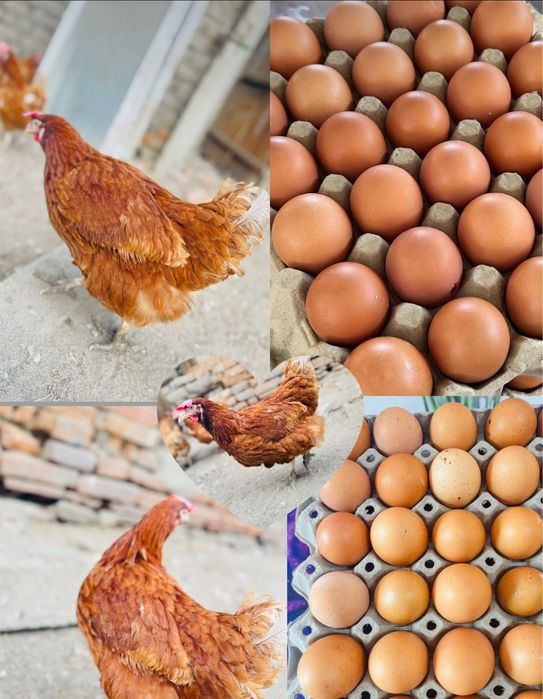 Кокошки носачки за яйца