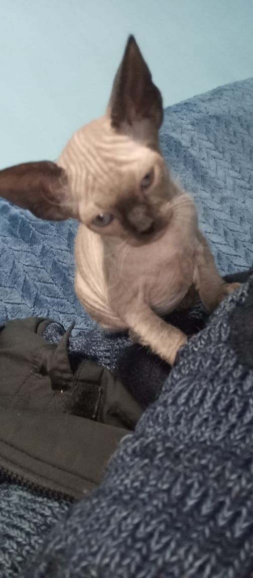 Котята сфинксы прдам
