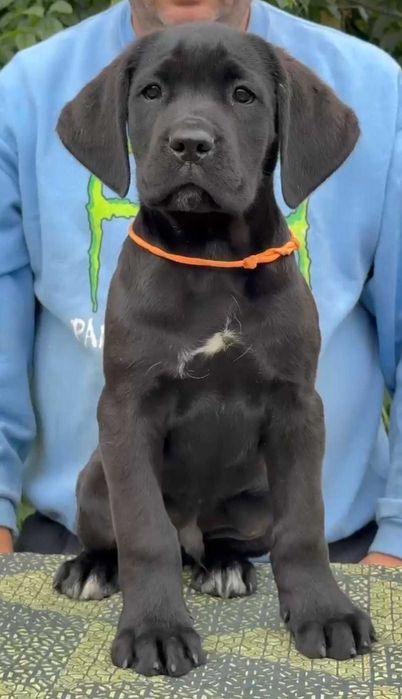 Cane Corso 3 luni