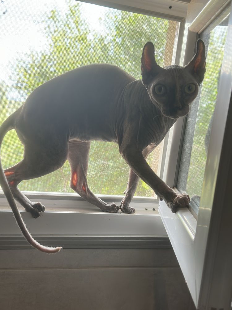 Котка Сфинкс-Елф
