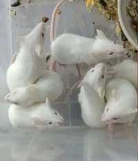Белые мыши лабораторные