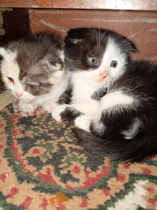 котята скотишь фолд и скотишь страйк