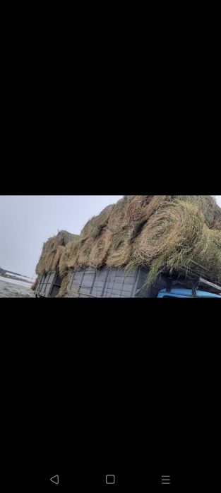 Сено люцерна жоношка урлон с доставкой урлон свежый укос жоношка урлон