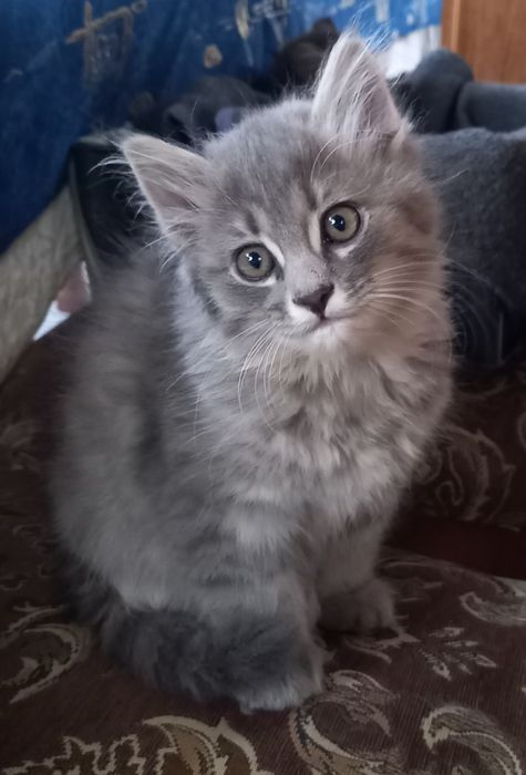 Котик 2.5 месяца