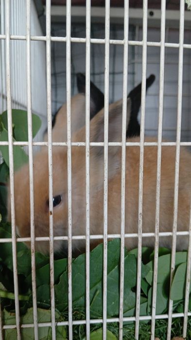 Iepuri mini cap de leu