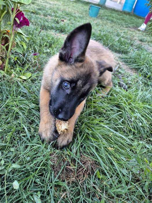 Se ofera spre adoptie, nu vand