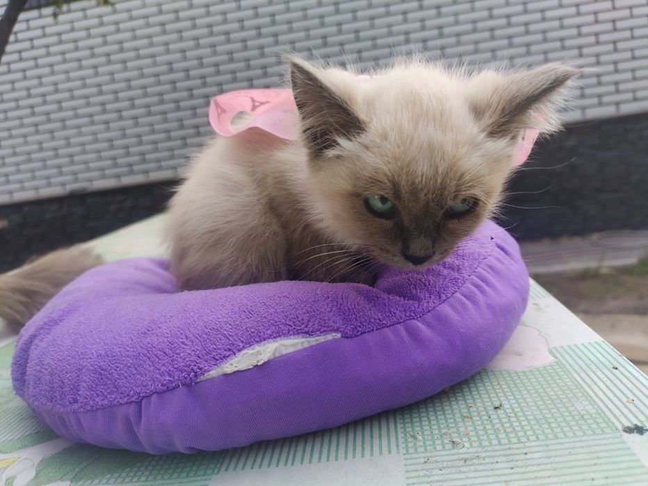 Котёнок девочка в добрые руки.