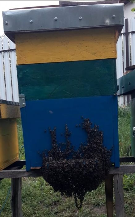 10 familii la alegere cu sau fara lada