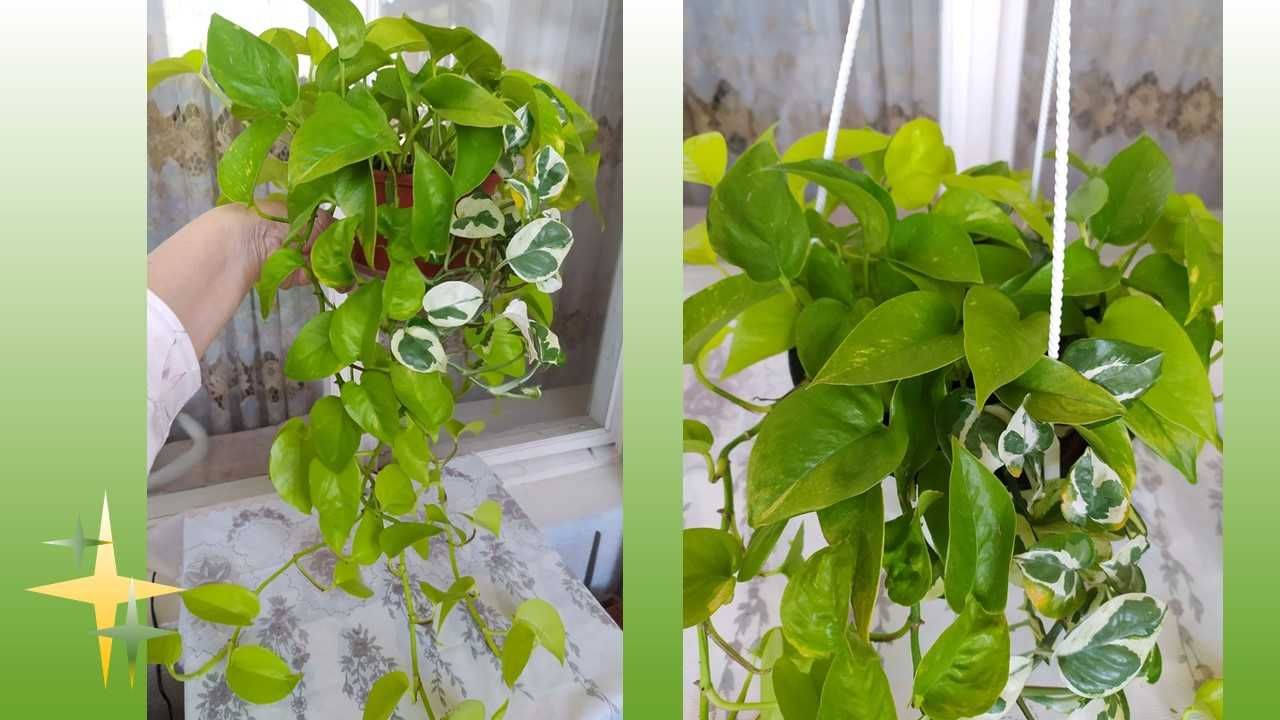 Сциндапсус Микс. Неон +Энджой