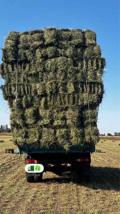 Люцерна Жонышка Тюк +