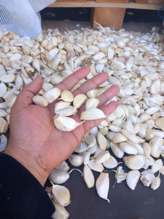 Usturoi de pus în pământ și consum