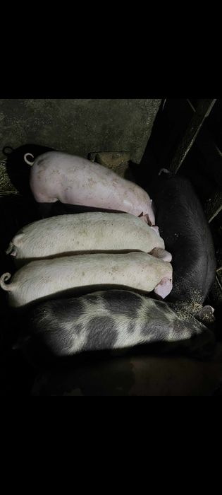 Mobilier bucătărie