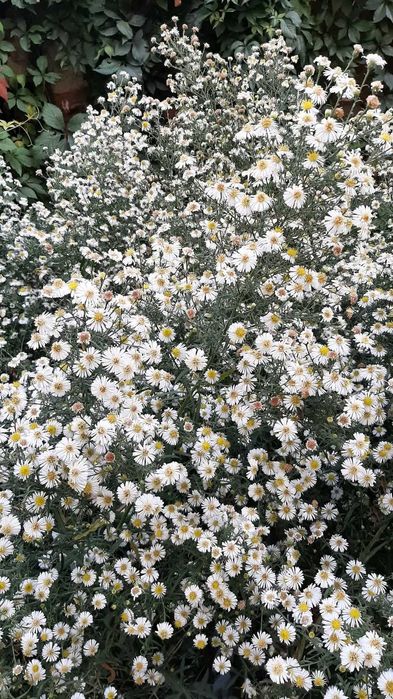 Български многогодишни цветя, 1лв брой