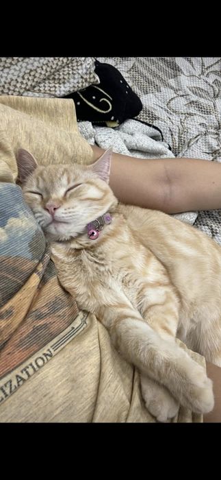 Кот, рыжий, красивый