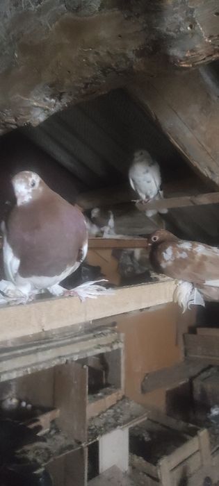 Продаются голуби